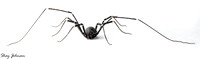 Harvestmen