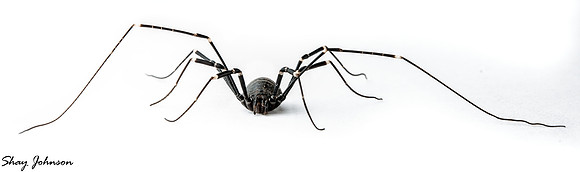 Harvestmen