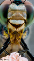 Macros